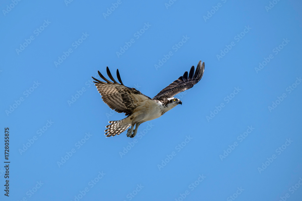 Fototapeta premium Osprey close up