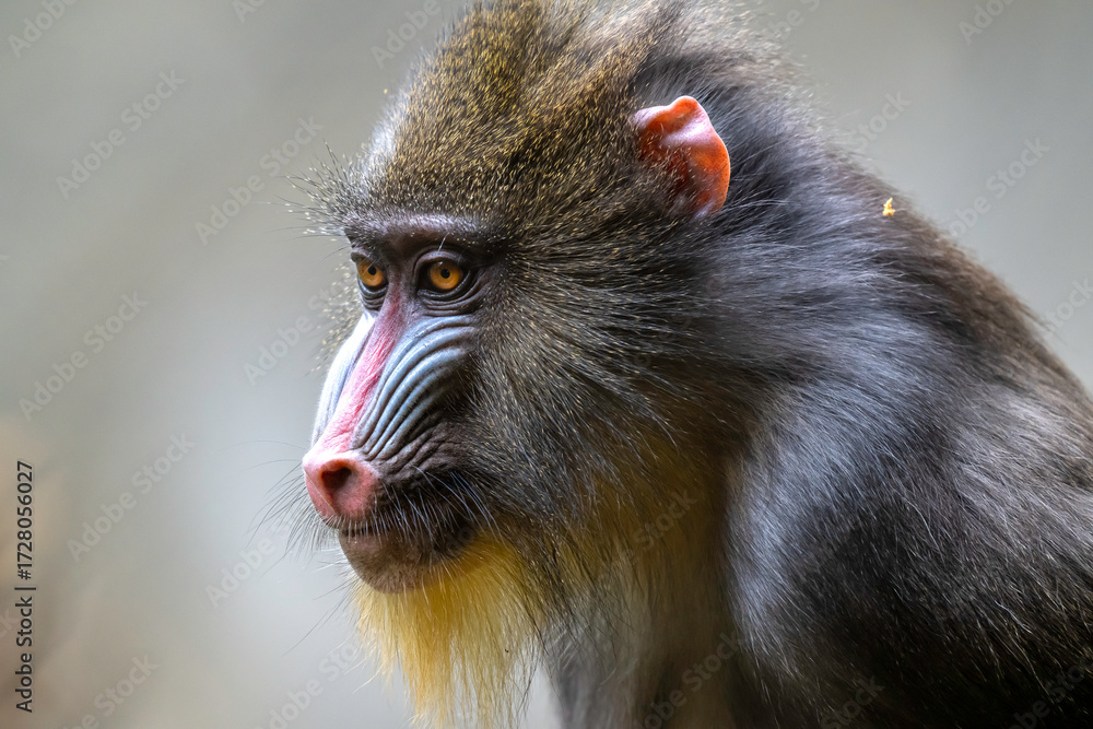 Obraz premium Mandrill