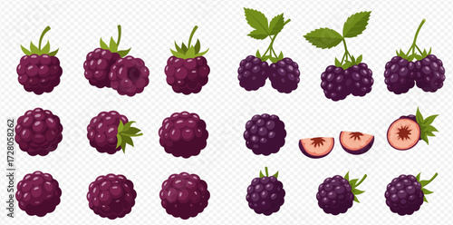 A collection of fresh, ripe blackberries with green leaves and stems, including whole and sliced fruit illustrations.
