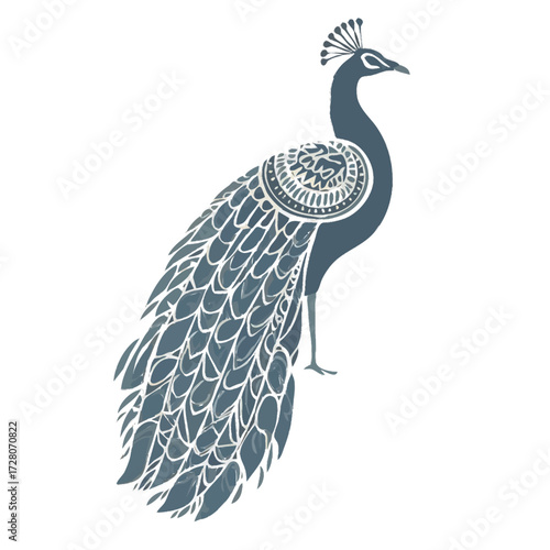 peacock feather vector illustration