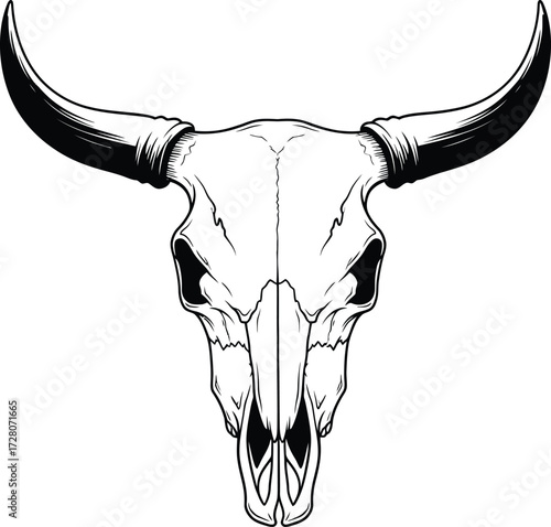 bull skull on white background