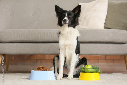 Border Collie dog and feedi...