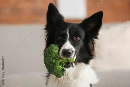 Border Collie dog with broc...