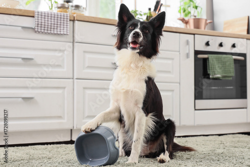Border Collie dog with empt...