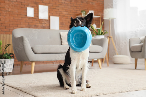 Border Collie dog with empt...