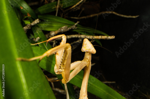 Smiling Praying Mantis