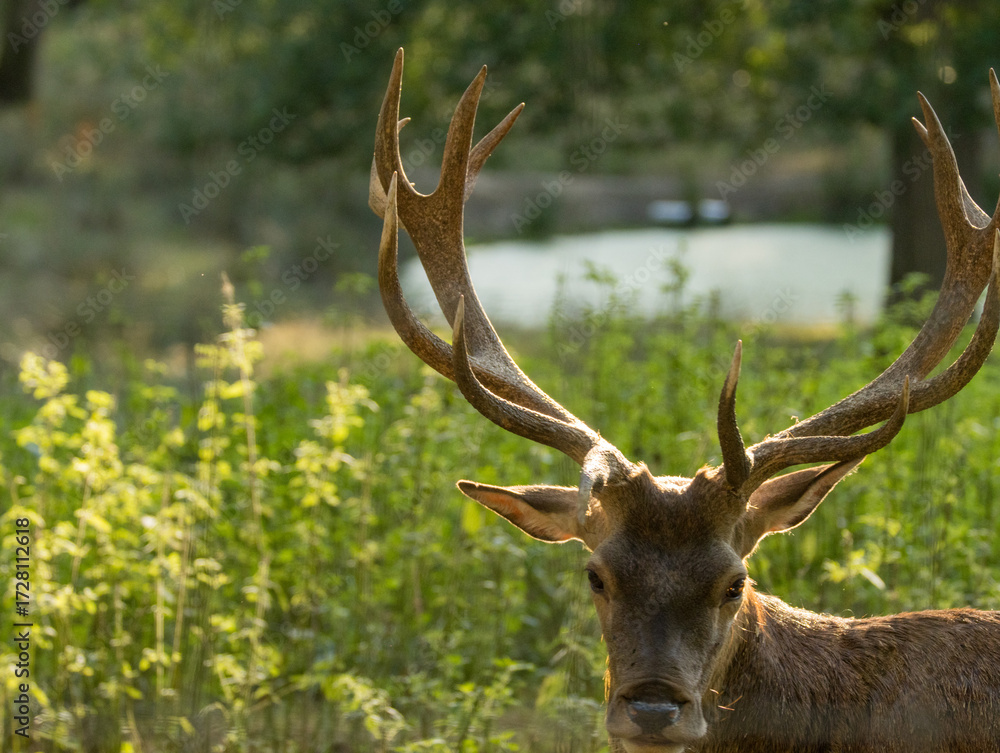 Fototapeta premium cerfs en forêt