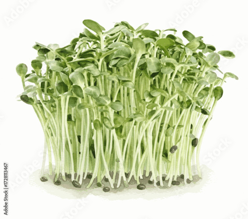 Seedling Suns Sunflower sprouts isolated watercolor vector illustration svg