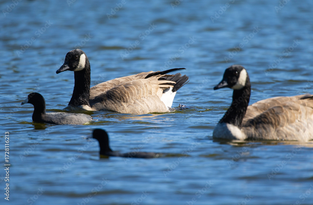 Obraz premium Family of Canadian Geese