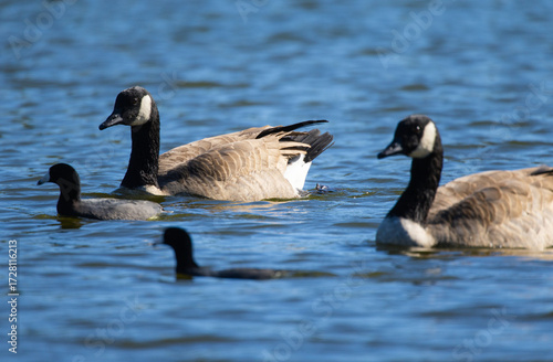 Family of Canadian Geese