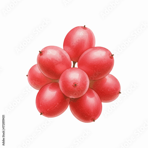 Berry Cluster Bengal Currant isolated watercolor vector illustration svg