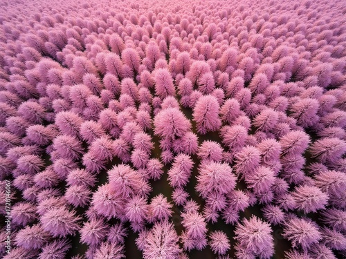 purple chrysanthemum flowers