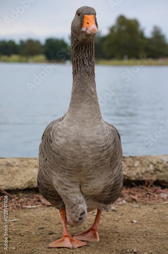 Greylag Goose walking towards you