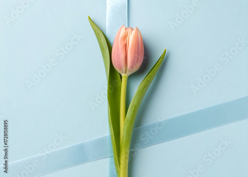Single pink tulip with green leaves on a light blue background