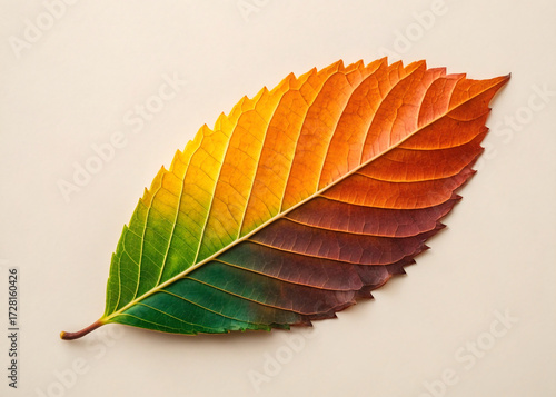 A single leaf showing a gradient of autumn colors