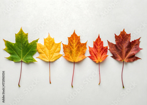 Five maple leaves in a row, showing fall colors isolated on white background