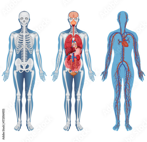 Human Anatomy Systems Illustration – Skeletal, Organ, and Circulatory Diagrams for Medical and Educational Design Projects Vector Graphic