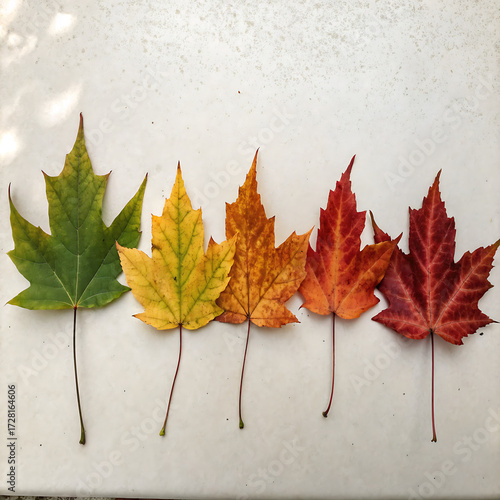 Five maple leaves in a row, showing fall colors isolated on white background