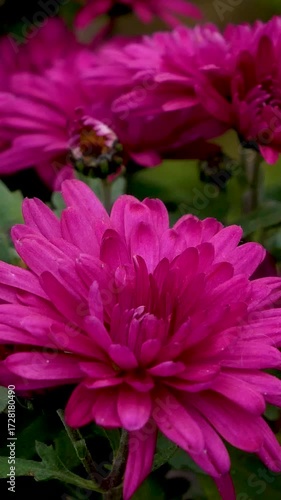Wallpaper Mural Large blooming burgundy chrysanthemums on a dark background. Autumn flowers, floral decoration, seasonal garden plants Torontodigital.ca