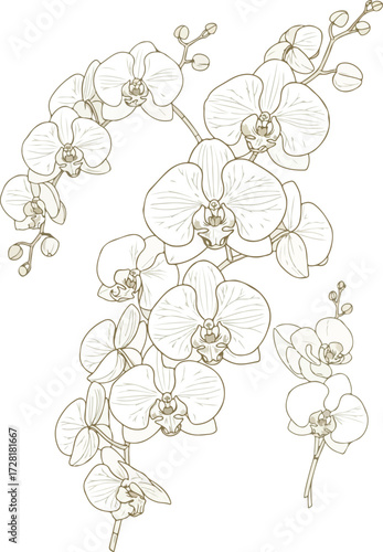 Elegant white orchid flowers blooming gracefully on slender stems in nature.