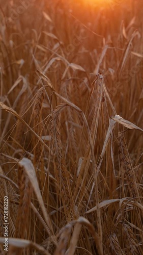 Wallpaper Mural A field with ripe golden wheat against the backdrop of a sunset. Picturesque agricultural landscape. Symbol of harvest and bread production. Torontodigital.ca