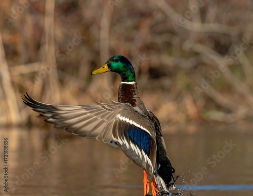 Mallard taking flight over water