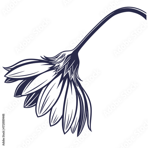Bild auf Leinwand gazania wilting on white background