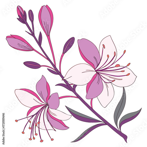 gaura lindheimeri siskiyou pink with leaves