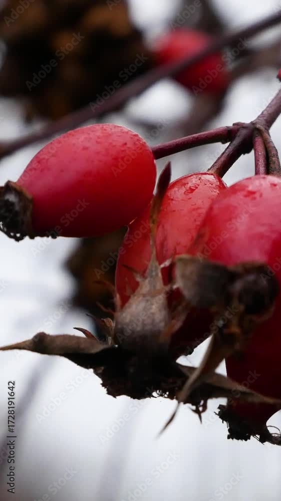 custom made wallpaper toronto digitalRed rose hips with raindrops on a tree branch among falling leaves in late autumn. Autumn landscape, seasonal nature, melancholic mood