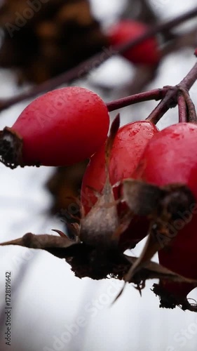 Wallpaper Mural Red rose hips with raindrops on a tree branch among falling leaves in late autumn. Autumn landscape, seasonal nature, melancholic mood Torontodigital.ca