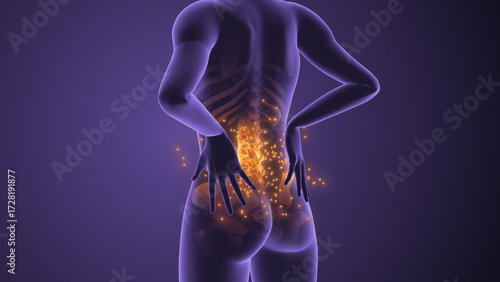 Anatomical Video Showing Lumbar Vertebrae and Nerves