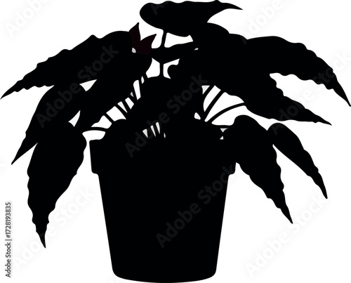 Silhouette of a potted plant with large textured leaves dark and detailed.