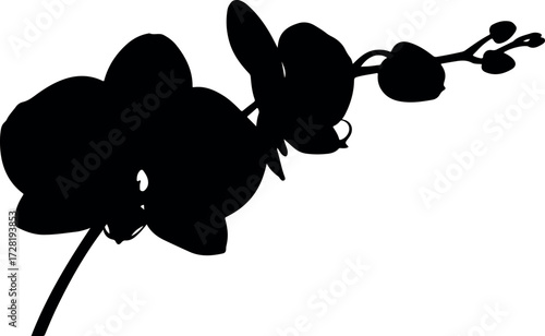 Silhouette of an elegant orchid flower with delicate petals and stem.