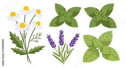 Collection of Chamomile, Lavender, and Mint Herbs