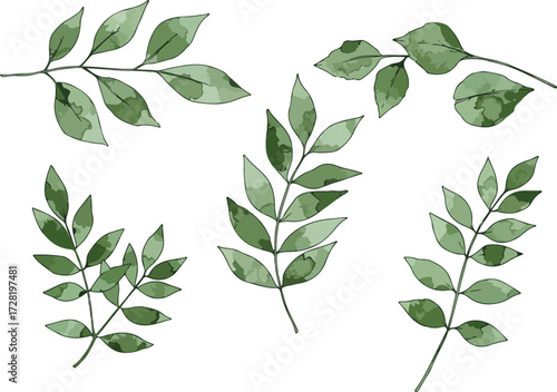 Watercolor botanical illustration of green leaves on white background 2.