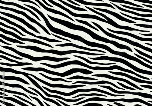 Zebra pattern black and white stripes animal skin design texture.