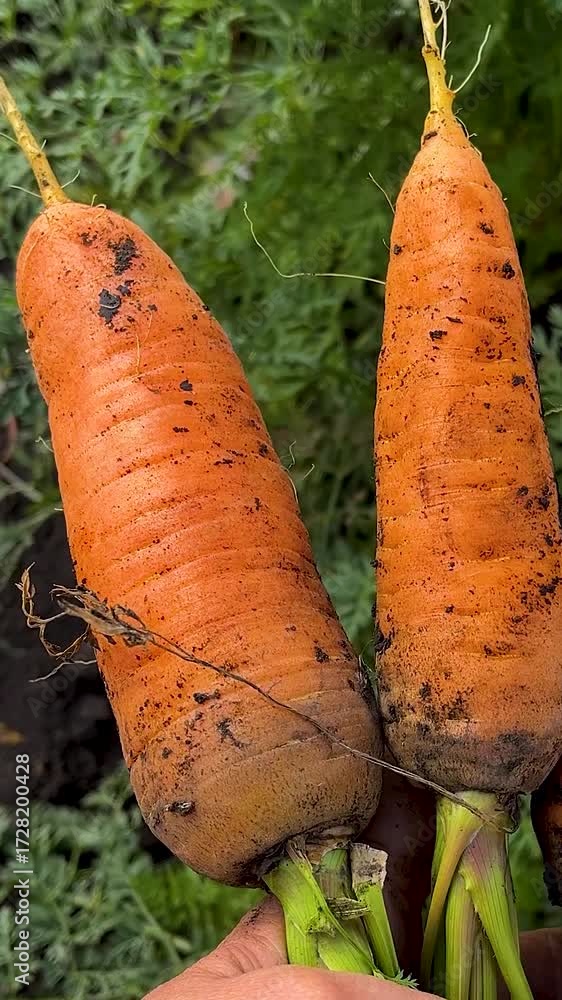 custom made wallpaper toronto digitalThe farmer's hand holds a freshly picked ripe large carrot against the background of beds and fields. Growing and harvesting organic carrots. Carrots and vegetables in a healthy diet. Carrots as raw