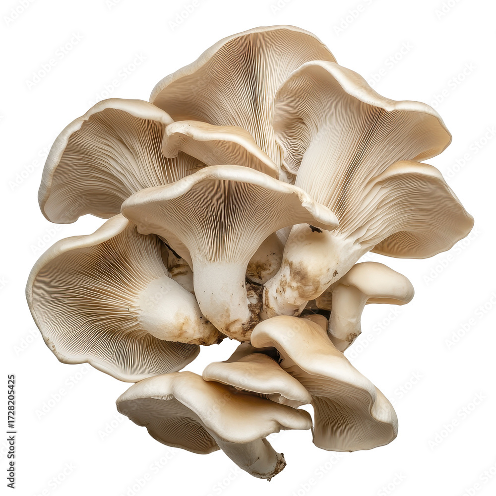 Fototapeta premium Oyster Mushrooms Cluster Closeup Black Background isolated on a white background