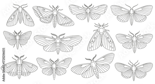 Elegant collection of diverse moth outlines, perfect for natural science illustrations, artistic designs, and educational materials showcasing intricate wing patterns