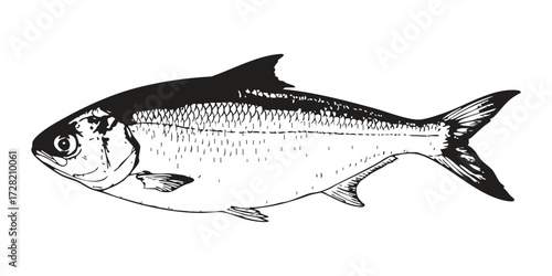 Hilsa fish illustration in black and white drawing style.