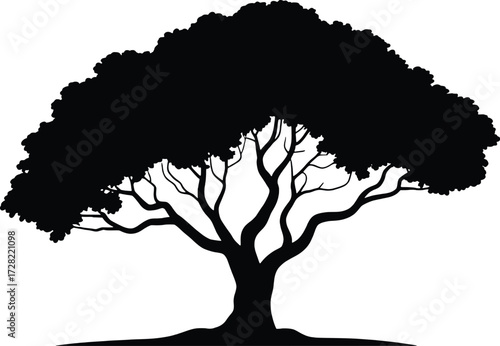 Silhouette of a mature spreading tree with lush canopy and intricate branches