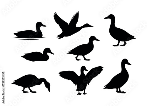 Silhouette collection of ducks in various poses on white background