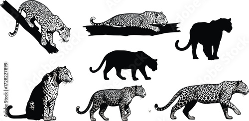 Leopard silhouettes, walking pose, crouching stance, lying animal, jungle predator, wild cat, nature behavior, black shapes, wildlife study, artistic style
