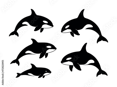 Silhouette of five orcas swimming gracefully
