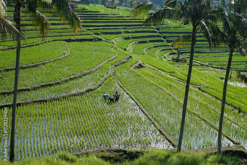 Subak is an organization owned by the farming community in Bali which specifically regulates the management or irrigation system for traditional rice fields.