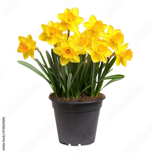 Wallpaper Mural Yellow Daffodils in a Black Pot Spring Flowers Potted Plants isolated on a white background Torontodigital.ca