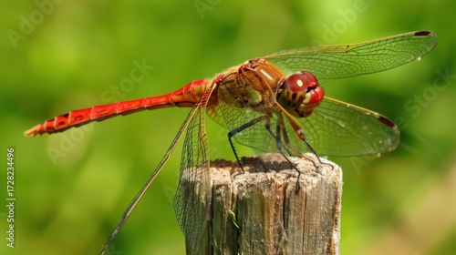 Macro Insect Wildlife: Green Dragonflies, Red-Eyed Damselflies & Yellow Grasshopper Close-Ups