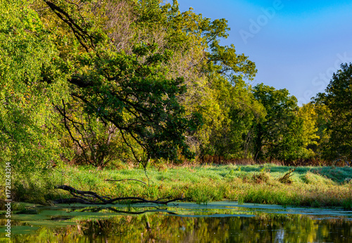 738-64 River Shoreline Wetland
