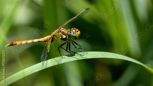 Macro Insect Wildlife: Green Dragonflies, Red-Eyed Damselflies & Yellow Grasshopper Close-Ups