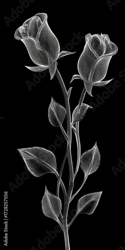 Two elegant roses, rendered in a delicate line art style, stand out against a striking black backdrop.